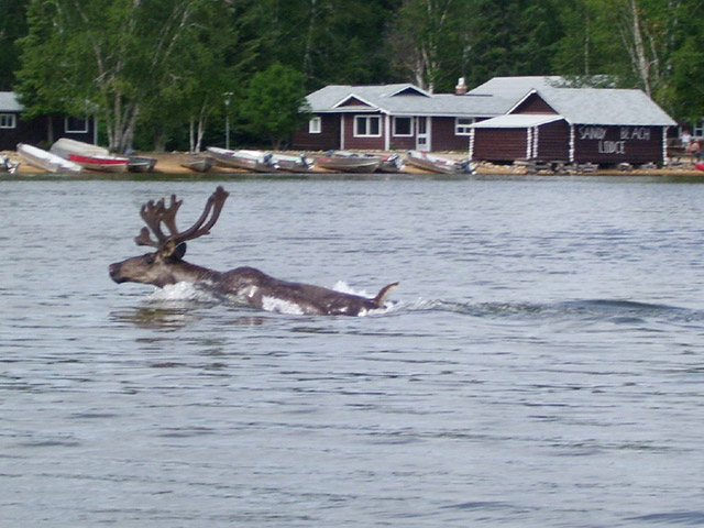 Moose Swimming on the Lake